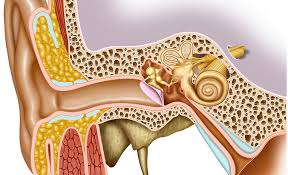 Orta Kulak İltihaplanması Nedir ve Belirtileri Nelerdir 1