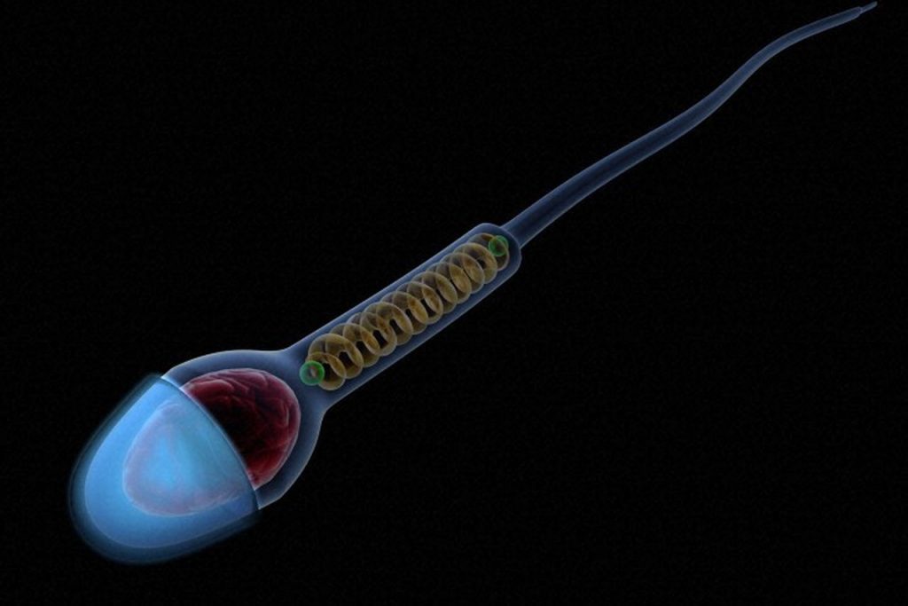 Sperm Kalitesi Nasıl Artırılır 2
