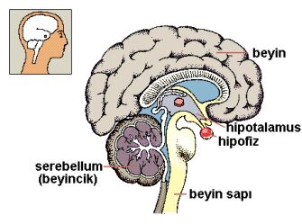 kadinlarda-memeden-sut-gelmesi-proklatin-yuksekligi-nedir-ve-tedavisi-nasil-yapilir-5