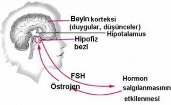 kadinlarda-memeden-sut-gelmesi-proklatin-yuksekligi-nedir-ve-tedavisi-nasil-yapilir-6