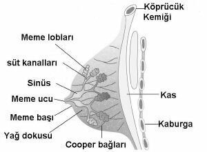 meme-agrisi-mastalji-nedir-4