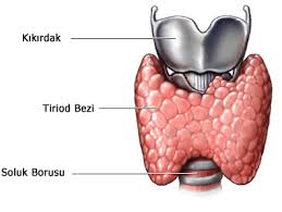 guatr-nedir-belirtileri-nelerdir-ve-tedavisi-nasil-yapilir-2