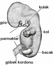 kadinlarda-hamileligin-dokuzuncu-haftasinda-yasanacak-degisimler-nelerdir-2