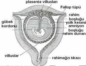 kadinlarda-hamileligin-sekizinci-haftasinda-yasanacak-degisimler-nelerdir-1