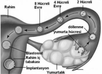 kadinlarda-hamileligin-ucuncu-haftasinda-yasanacak-degisimler-nelerdir-7