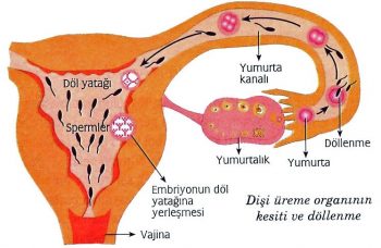 kadinlarda-hamileligin-ikinci-haftasinda-yasanacak-degisimler-nelerdir-3