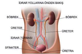 idrar-yolu-enfeksiyonu-nedir-ve-onlemleri-nelerdir-1