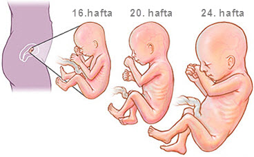 hamileligin-onaltinci-haftasinda-yasanacak-degisimler-nelerdir-7