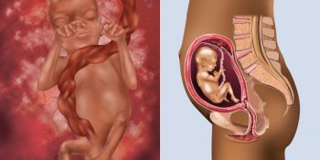 hamileligin-onbesinci-haftasinda-yasanacak-degisimler-nelerdir-1